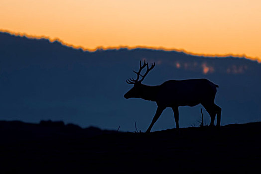 剪影,麋鹿,公鹿,鹿属,日落,雷斯岬,国家海岸,加利福尼亚,美国