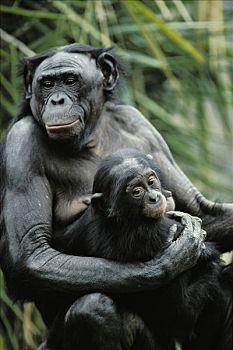 倭黑猩猩,濒危物种,非洲