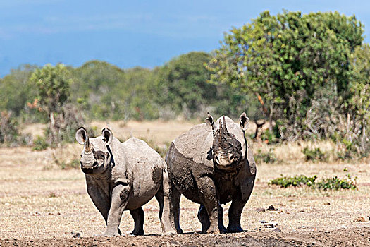 黑色,犀牛,泥,浴室,自然保护区,肯尼亚,非洲