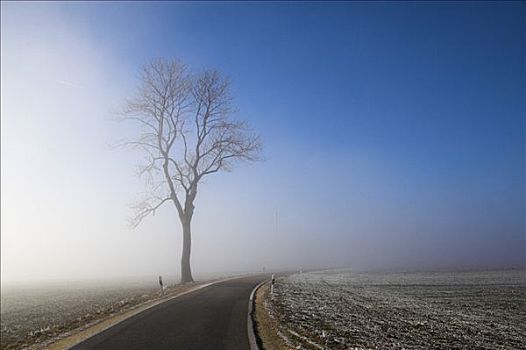 乡间小路,雾,巴登符腾堡,德国,欧洲