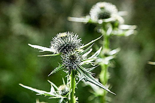 山野植物