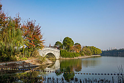 冬景,湖光冬色,水杉