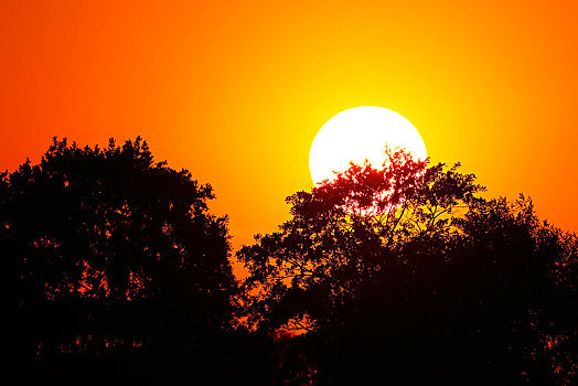 太阳,后面,树,日落,自然保护区,石荷州,德国,欧洲