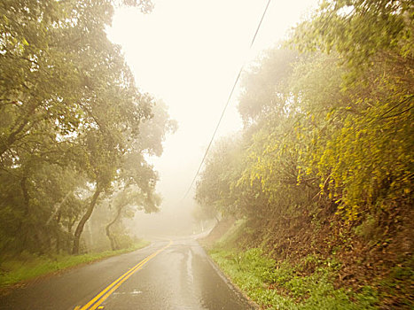 弯路,树,薄雾,加利福尼亚,美国