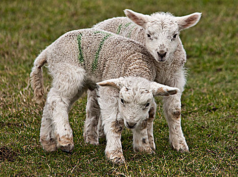 两个,羊羔,诺森伯兰郡,英格兰