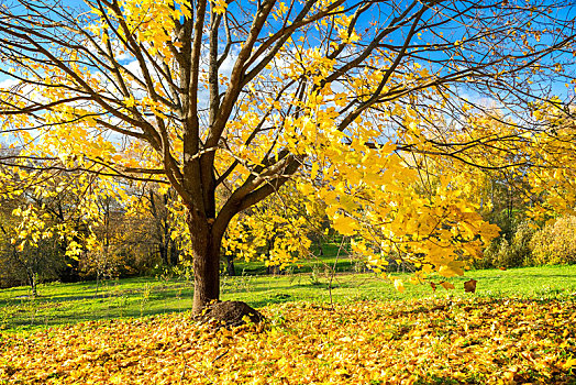彩色,秋天,树