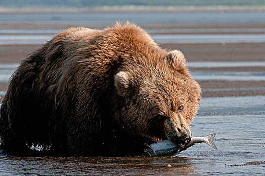 大灰熊,棕熊,鱼肉,嘴,阿拉斯加,美国