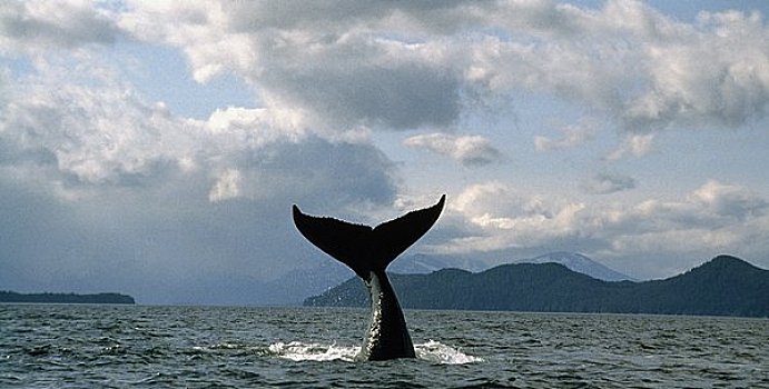 驼背鲸,大翅鲸属,鲸鱼,鲸跃,海中