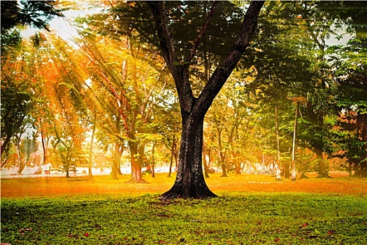 太阳光线,秋日树林