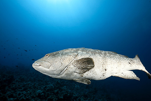 石斑魚圖片_石斑魚圖片大全_石斑魚圖片素材