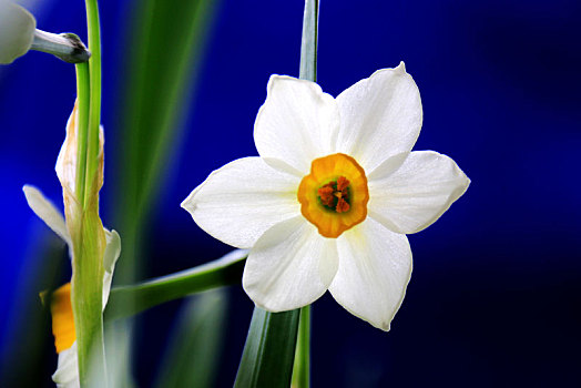 水仙花