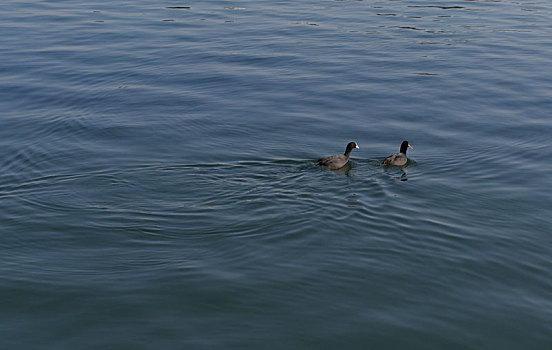 水面上游弋的一对鸭子