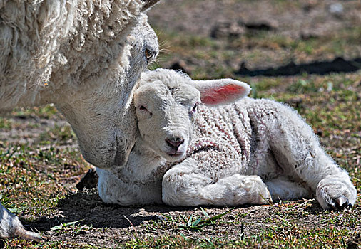 母羊,羊羔