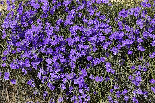 蓝色,野花,西澳大利亚,澳大利亚