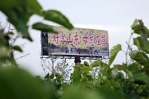 桑葚熟了,吸引上千名游客休闲采摘