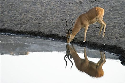 黑斑羚,喝,水坑,埃托沙国家公园,纳米比亚,非洲