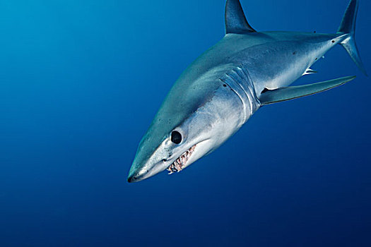 水下视角,威胁,鲨鱼,游动,蓝色海洋,西海岸,新西兰