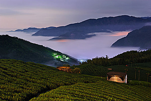 bihu,tea,garden