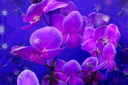 紫色,兰花,薰衣草,蓝色,郁闷,亮光,发光,星,小,花