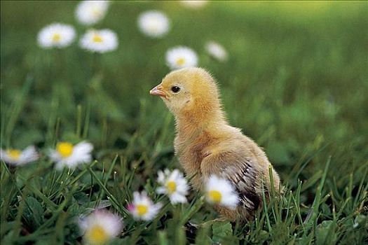 鸟,宠物,小动物,鹑鸡类,鸡,草丛,草地,花,春天,东方,牲畜,农事,动物
