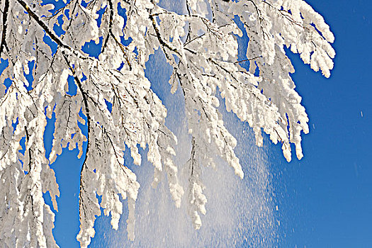 白霜,树上,枝条,瑞士