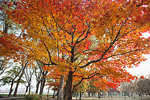 韩国,庆州,树林,秋叶
