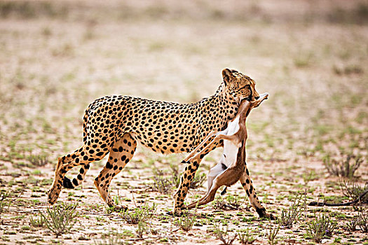 印度豹,猎豹,幼仔,跳羚,杀,卡拉哈迪大羚羊国家公园,南非