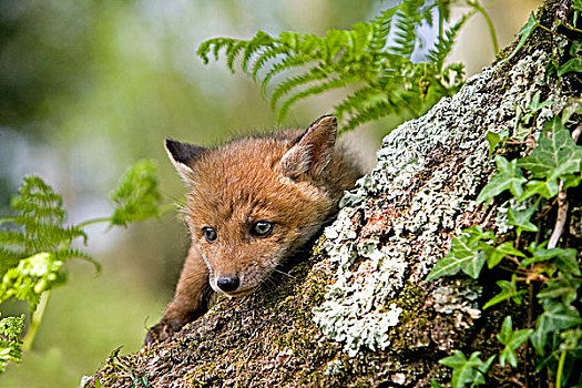 红狐,狐属,幼仔,站立,巢穴,入口,诺曼底,法国