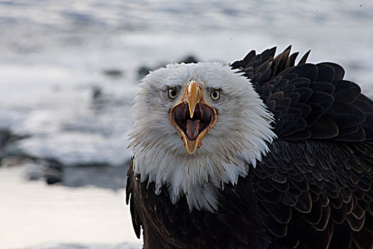 白头鹰,海雕属,雕,契凯特白头鹰保护区,海恩斯,阿拉斯加