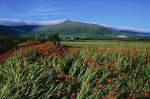 顶峰,丁格尔半岛,凯瑞郡,爱尔兰