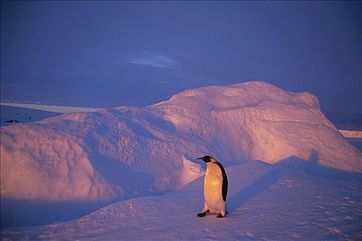 帝企鹅,浩大,远景,迅速,冰,栖息地,南极