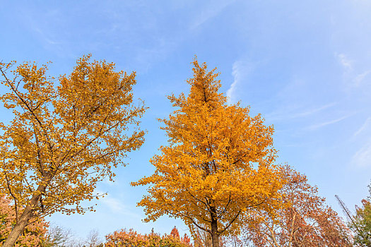 初冬时节蓝天下黄色的银杏树