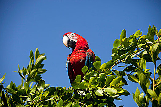 绯红金刚鹦鹉,博卡斯德尔托罗,巴拿马,中美洲