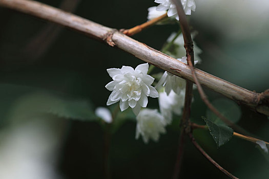 溲疏树上的白花