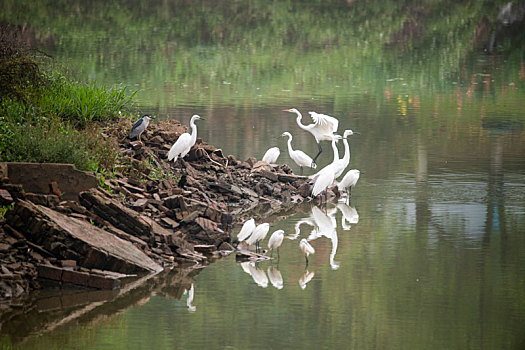 广西梧州,白鹭舞生态美