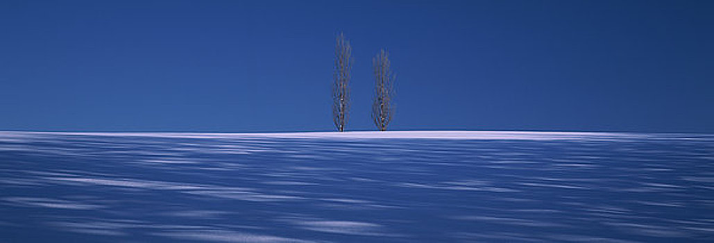 雪地,榆树