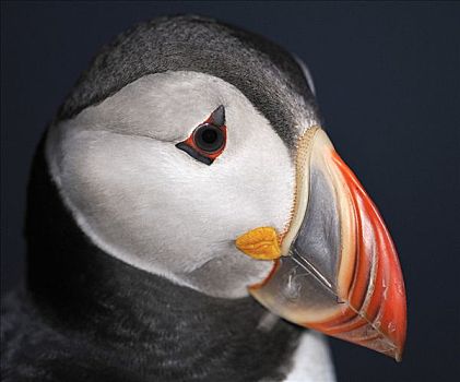 大西洋角嘴海雀,特写,北极,冰岛,欧洲
