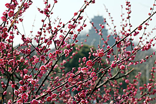 梅花,花朵,梅园,春天,报春