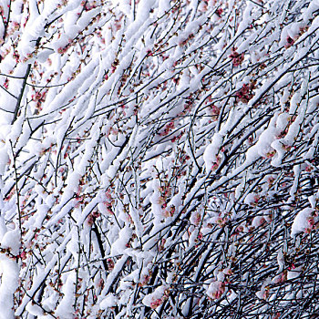 被雪覆盖的红梅