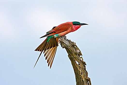 深红色,食蜂鸟,伸展,翼,莫雷米禁猎区,奥卡万戈三角洲,博茨瓦纳