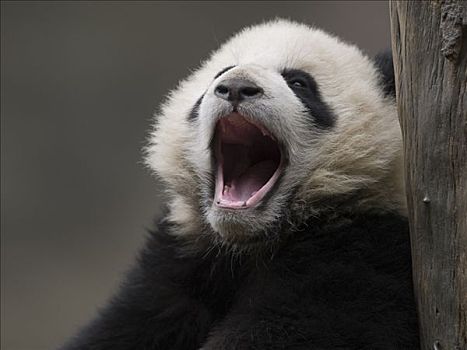 大熊猫,俘获,幼兽,哈欠,中国