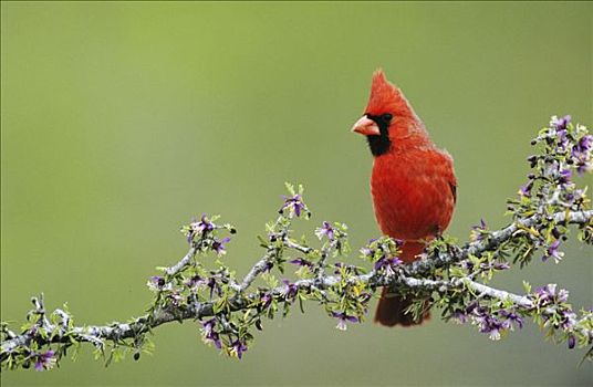主红雀,雄性,盛开,瑞欧格兰山谷,南,德克萨斯,美国