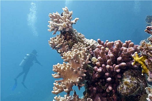 珊瑚礁,软,珊瑚,潜水,蓝色背景,水,背景