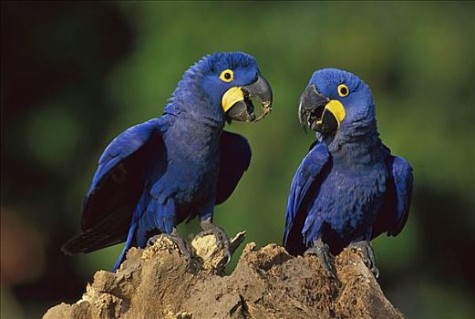 紫蓝金刚鹦鹉,一对,濒危物种,潘塔纳尔生态系统,巴西
