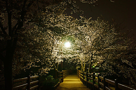 道路,樱花,树,夜晚