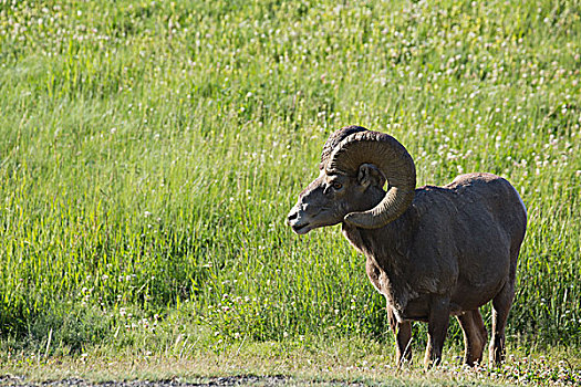 大角羊,卡纳纳斯基斯,艾伯塔省,加拿大