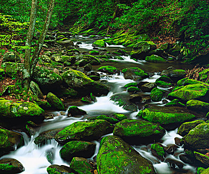 美国,田纳西,苔藓,遮盖,河流,大烟山,画廊