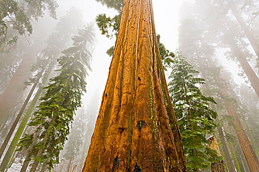 巨杉,树,雪中,雾,红杉国家公园,加利福尼亚