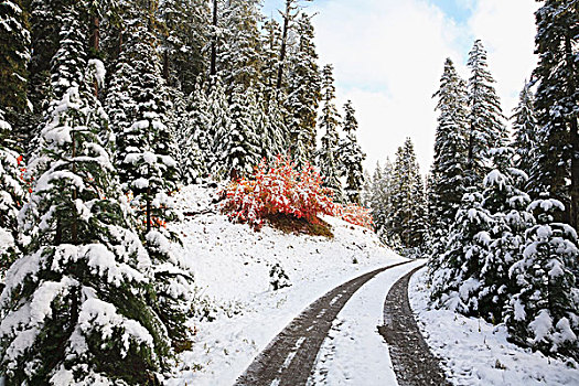 冬天,道路,胡德山国家森林,俄勒冈,美国