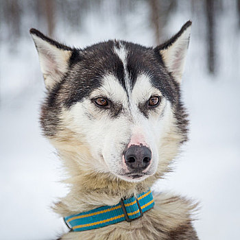 哈士奇犬,雪中,头像,拉普兰,芬兰,欧洲